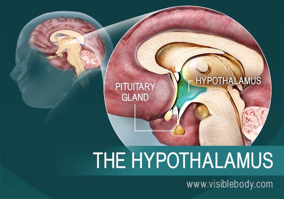 The-Hypothalamus.jpg