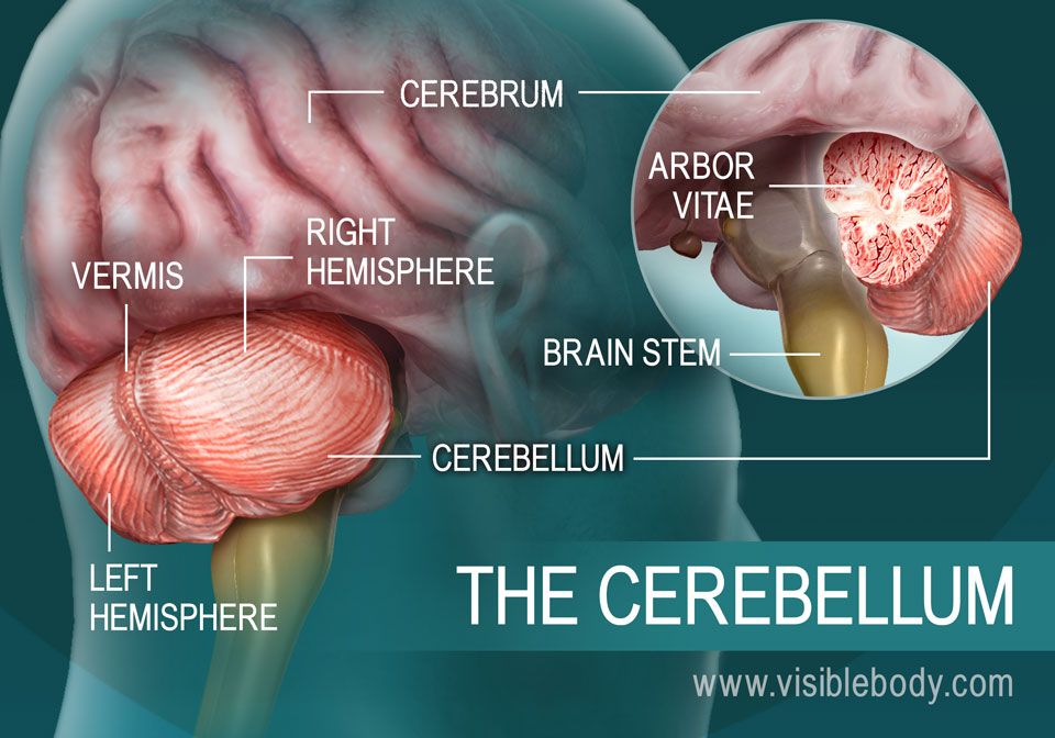 The-Cerebellum.jpg