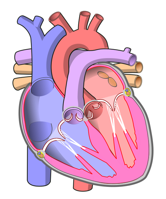 532px-Diagram_of_the_human_heart_(no_labels).svg.png