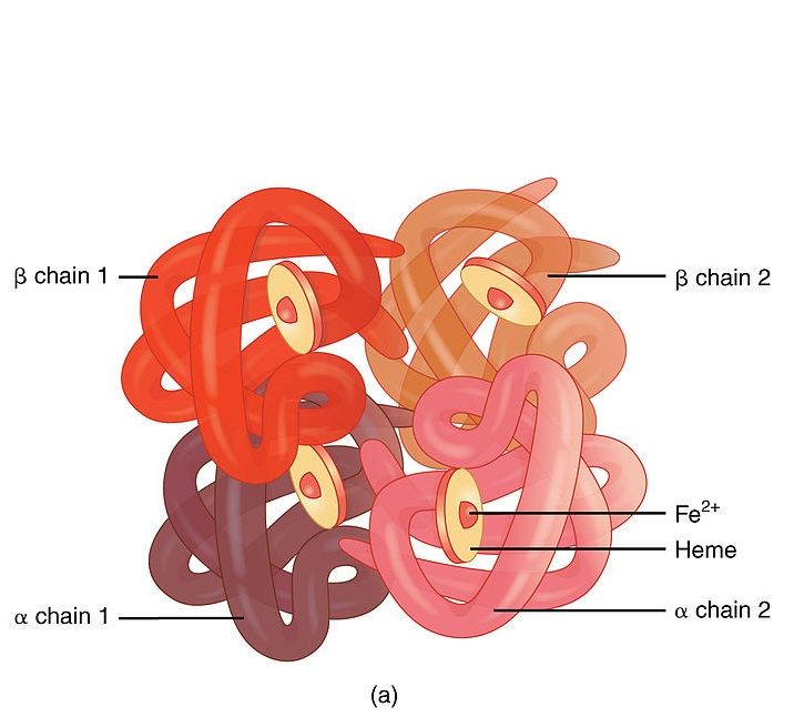 Difference-Between-Iron-and-Hemoglobin-1.jpg