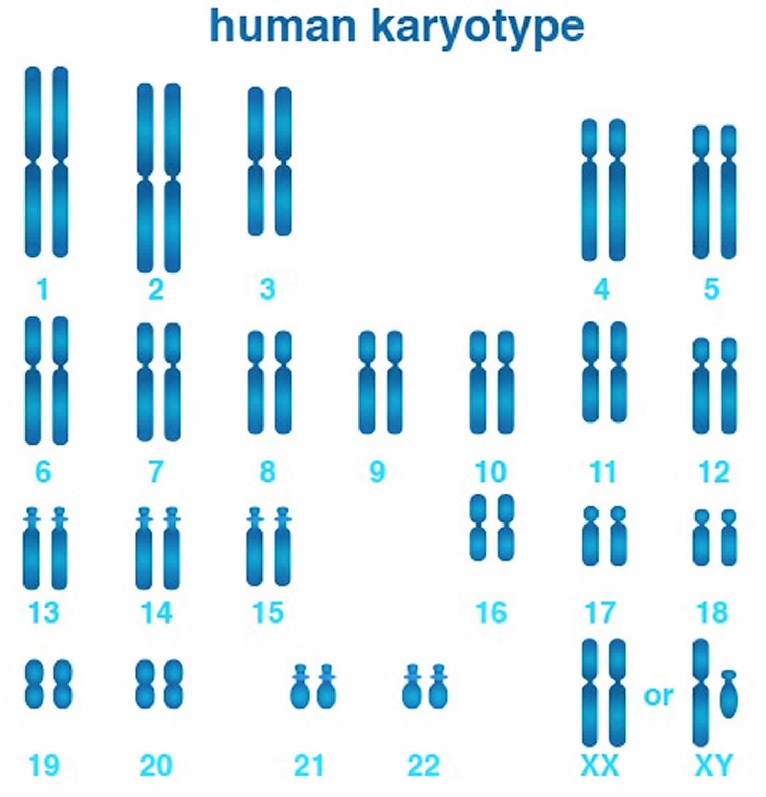 Human-karyotype.jpg
