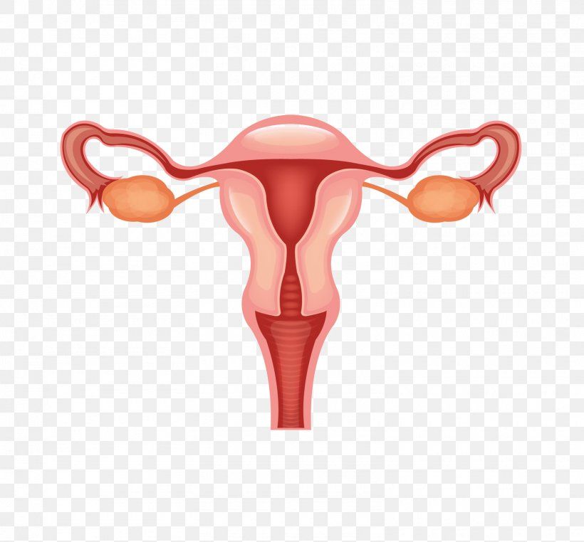 female-reproductive-system-png-favpng-9EAXpBwfTkrh0XDRsjF3Eix67.jpg