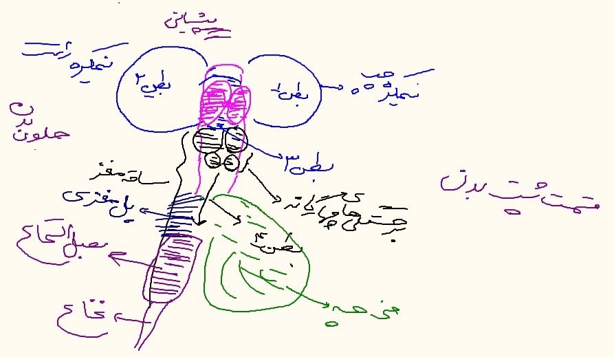 اجزا مغز و محل قرارگیری ان ها.jpg