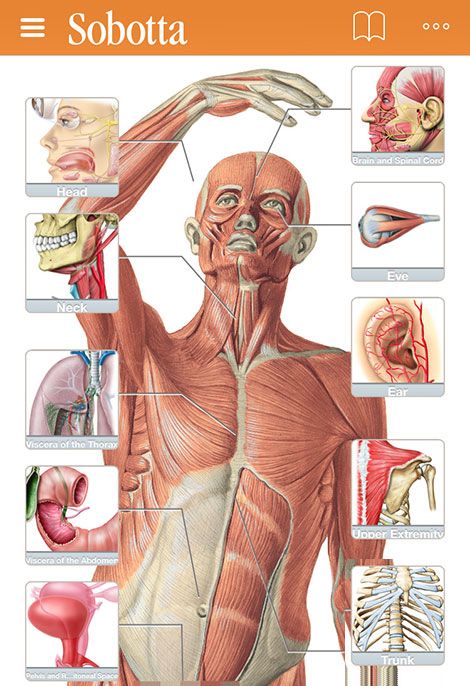 Sobotta-Anatomy-Atlas.jpg