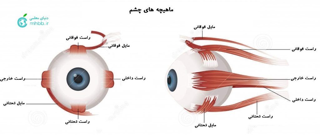 ماهیچه های چشم .1.jpg