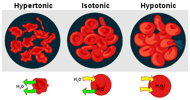377px-Osmotic_pressure_on_blood_cells_diagram.svg.png