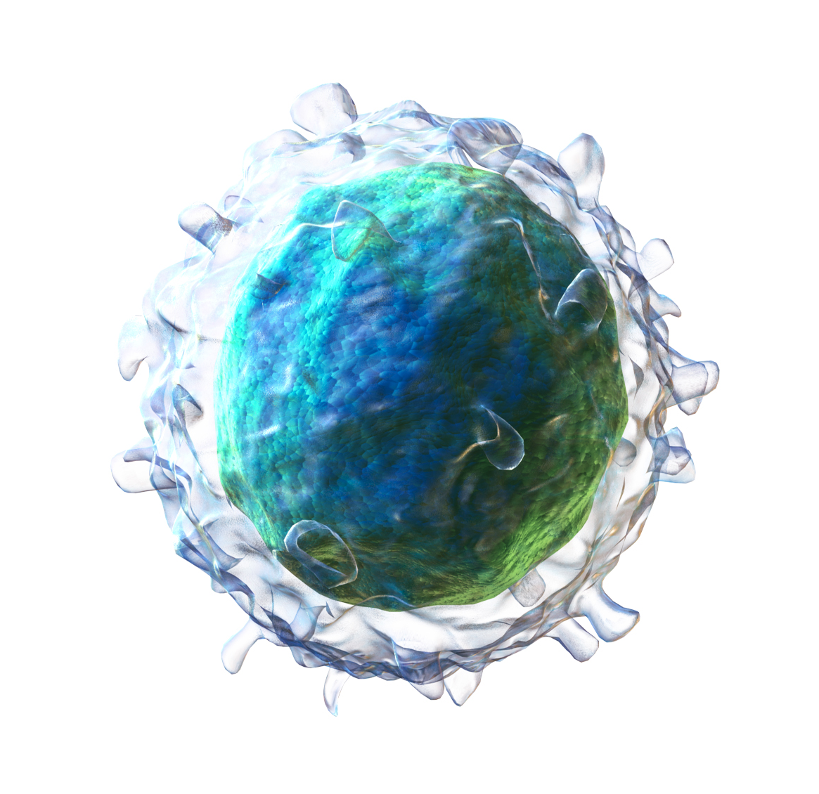 Blausen_0624_Lymphocyte_B_cell_(crop).png