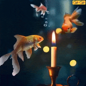 استیکر ماهی قرمز و شمع.gif