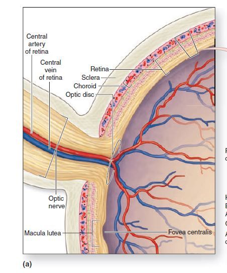 retina.JPG