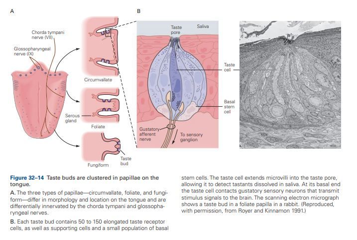 Gustatory afferent nerve.JPG