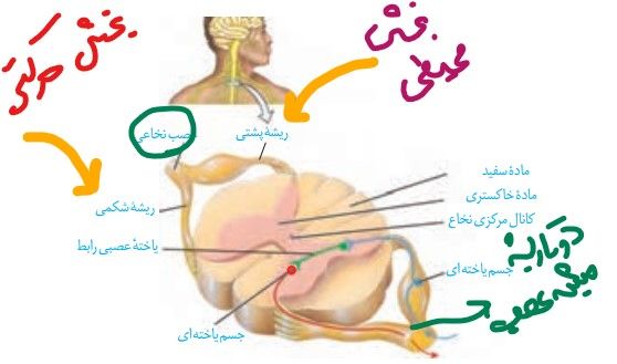 Annotation 2021-05-11 202050.jpg
