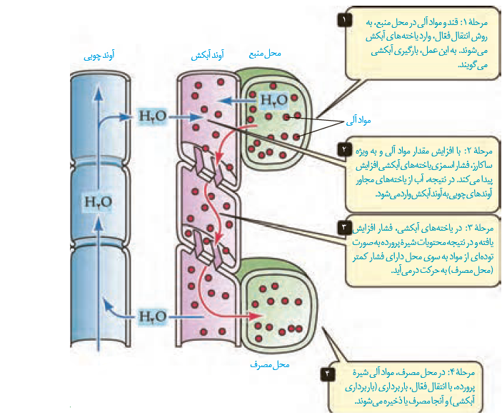 چگونگی-حرکت-مواد-در-آوند-آبکشی.png