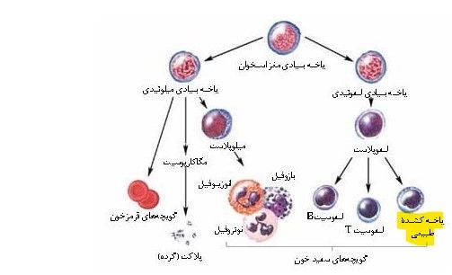 Annotation 2021-06-20 124344.jpg
