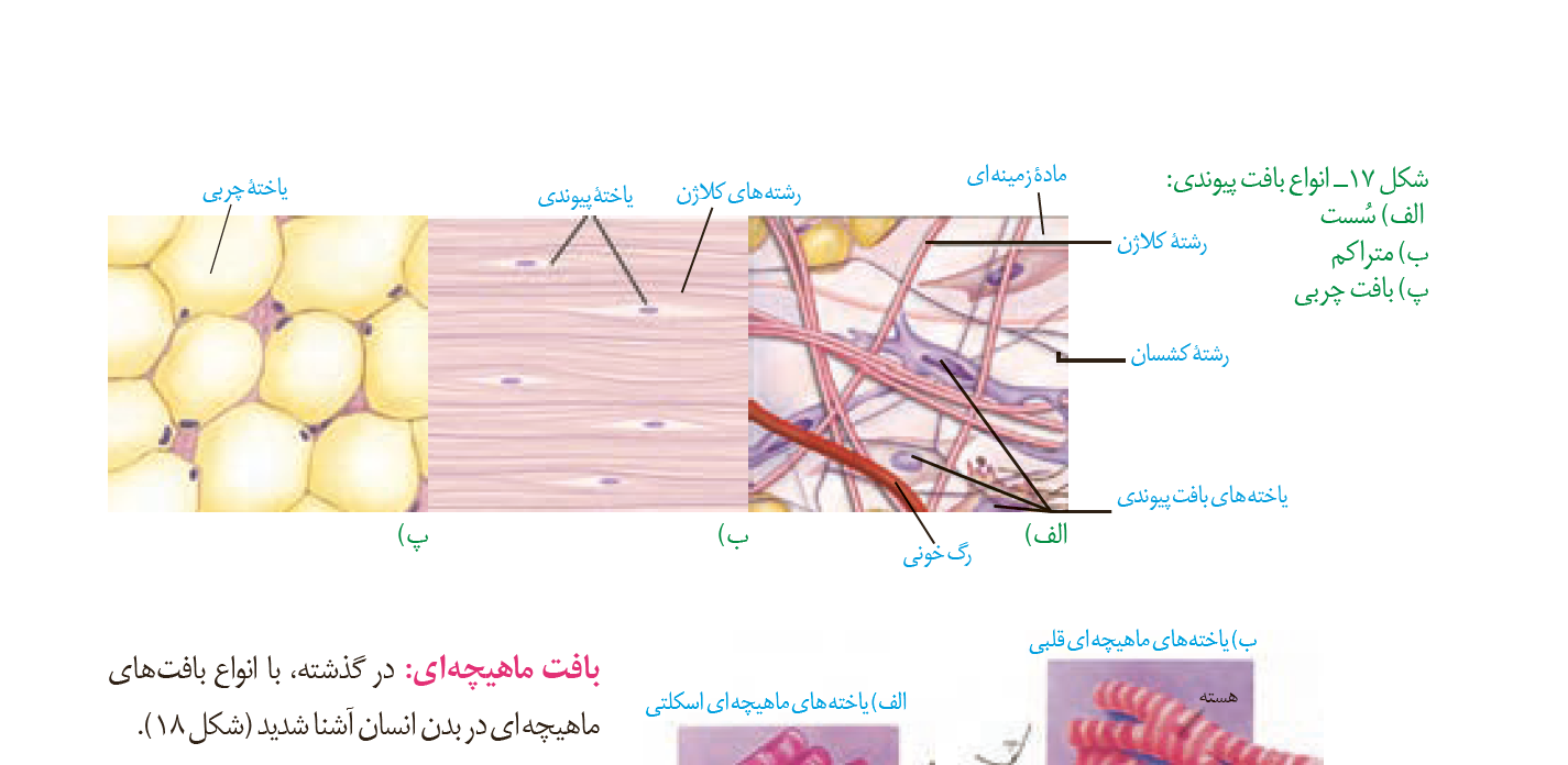 بافت سست.PNG