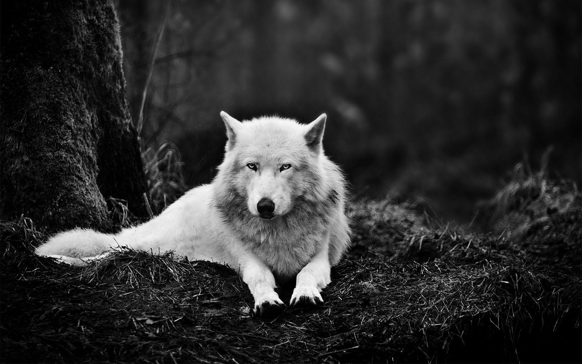 2ZkCESu-wolf-wallpapers-hd.jpg