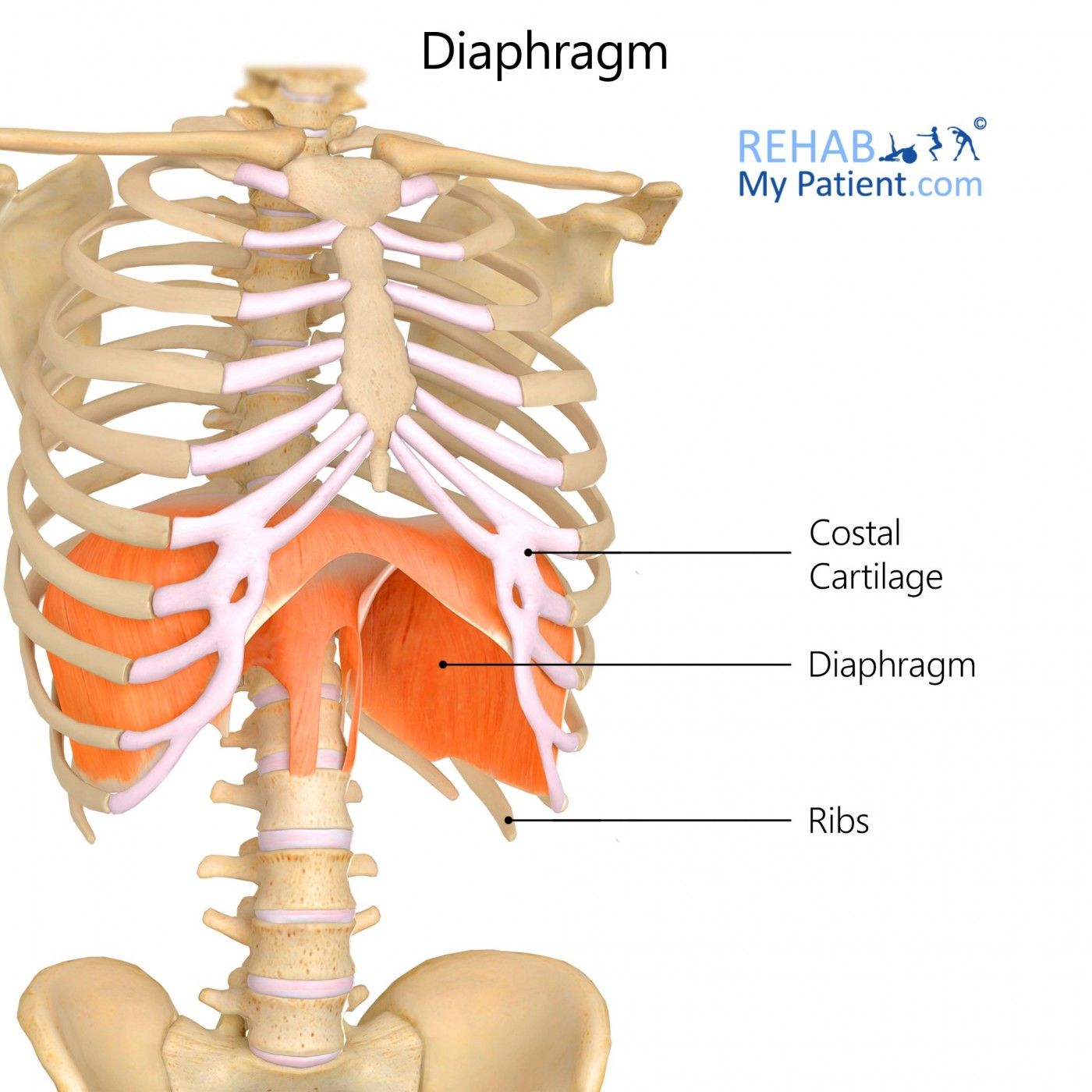diaphragm.jpg
