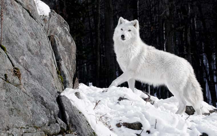 zAPhI2h-wolf-wallpapers-hd.jpg