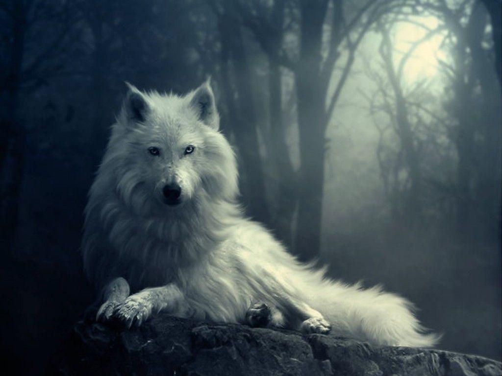 94b16184-c332-4b8d-9182-b8885604b892-jfeLSTK-wolf-wallpapers-hd.jpg