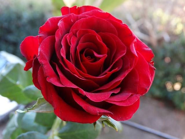 red-rose1.jpg