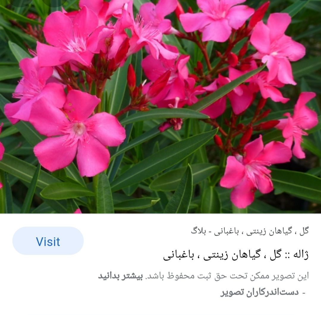 Screenshot_۲۰۲۲۰۱۰۹-۱۸۳۸۳۰_Google.jpg