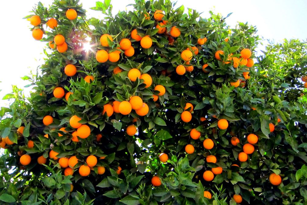 باغ+پرتقال.jpg