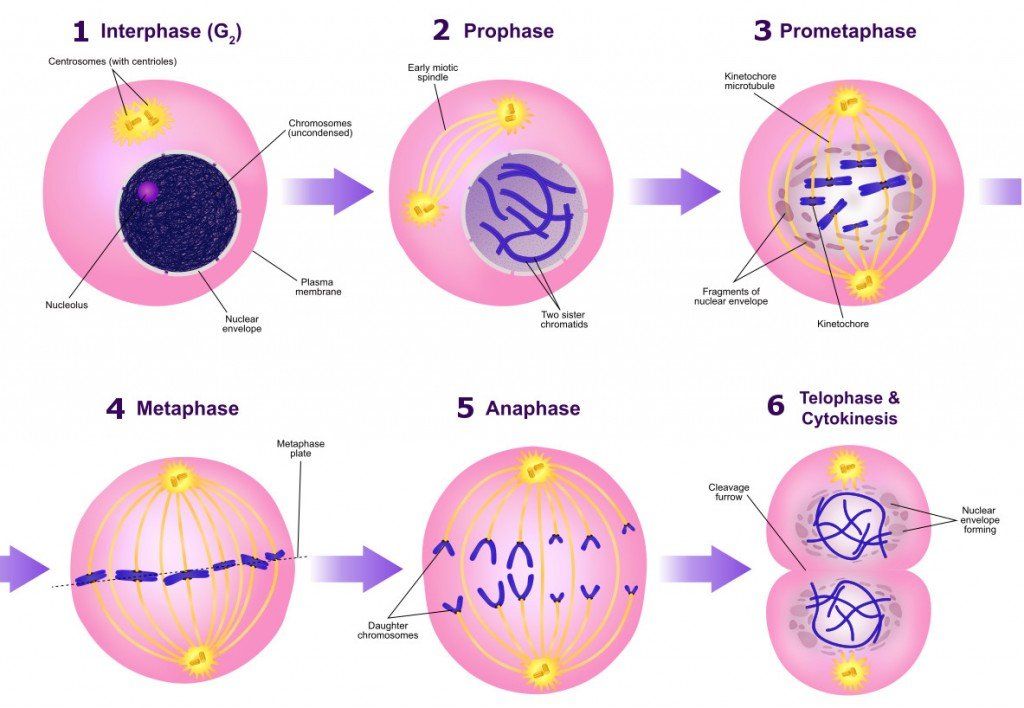 A-diagram-of-the-mitotic-phases.jpg