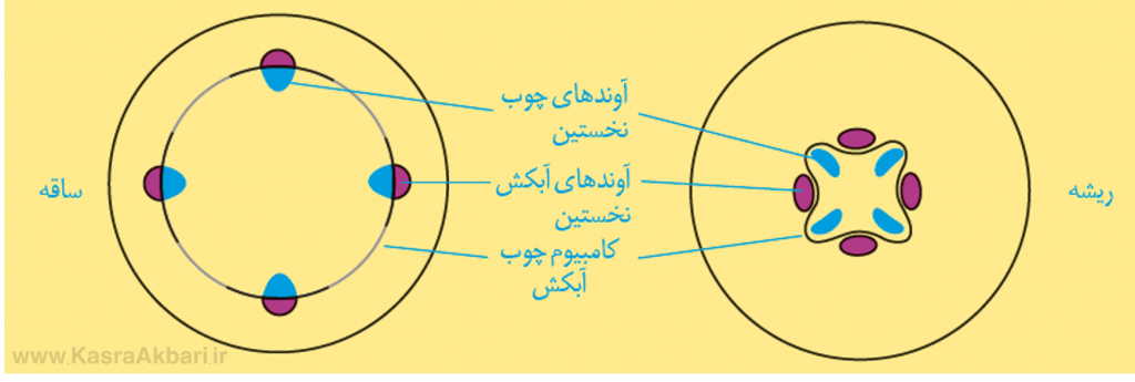 شکل-کتاب-درسی-برای-کامبیوم-آوندساز-1-1024x345.png