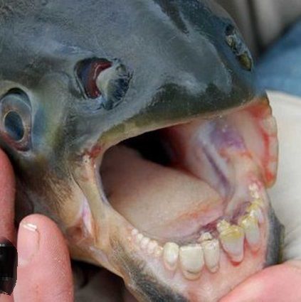 human-teeth-on-fish.jpg