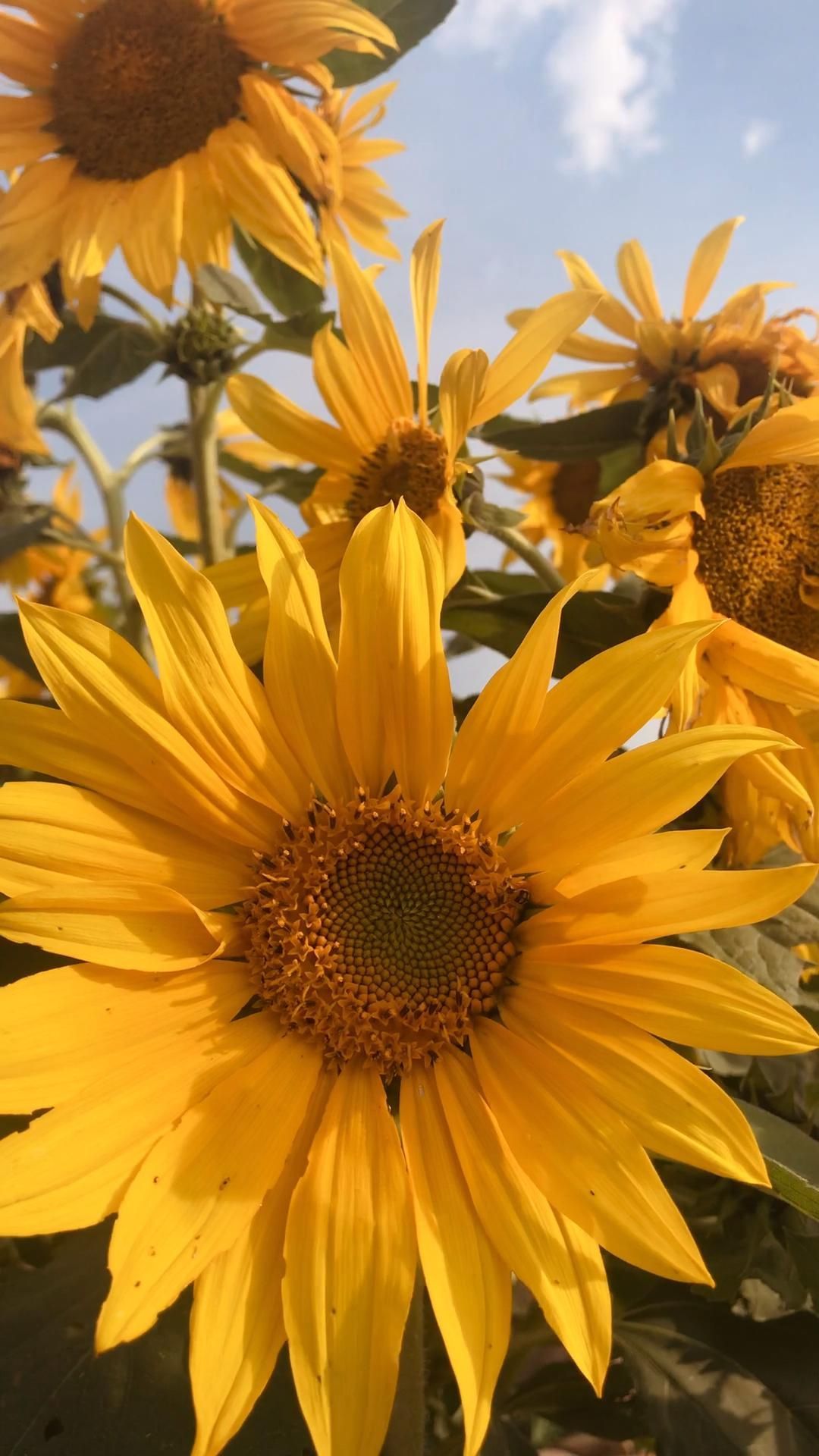 Sunflower.jpeg