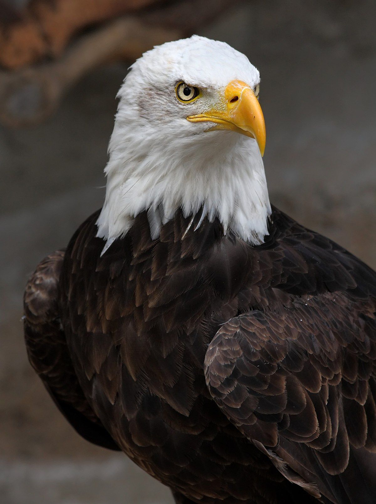 1200px-Weisskopf_Seeadler_haliaeetus_leucocephalus_8_amk.jpg