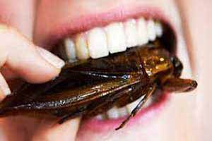 edible-insects-chirping-and-an-orphanage-in-the.jpg