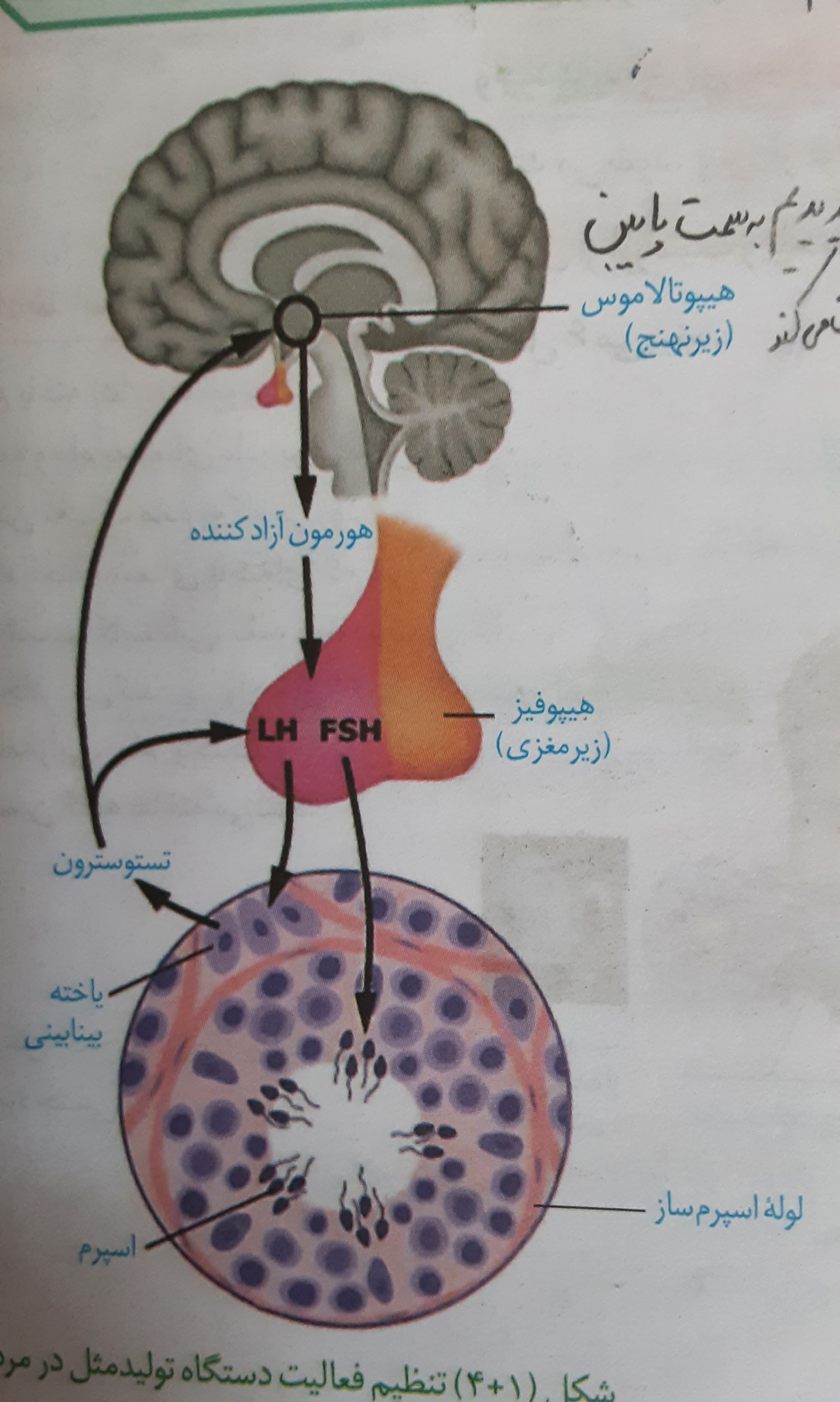JPEG_۲۰۲۲۰۳۱۵_۱۳۳۴۰۲_4529383357006421129.jpg