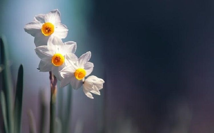 Photo-profile-of-flower-narcissus.jpg