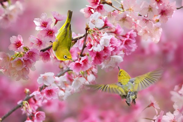 cherry-blossoms-and-birds-06-lenzak.jpg