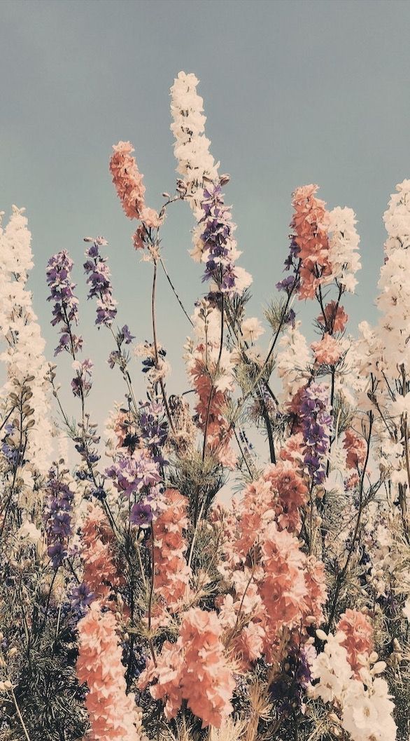 flowerbed 『edited by me 』 in 2020 _ Aesthetic backgrounds, Nature aesthetic, Flower aesthetic.jpeg.jpg