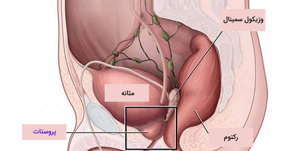 prostate-anatomy.jpg