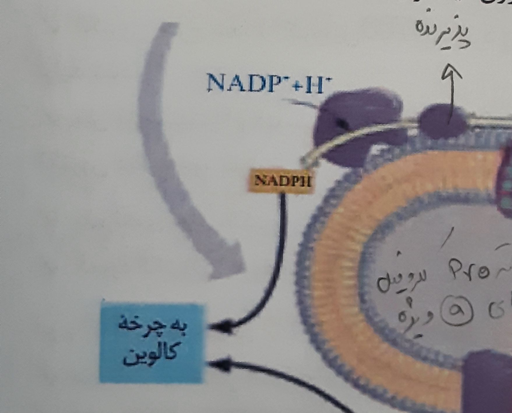 ۲۰۲۲۰۴۳۰_۱۹۱۹۳۰.jpg