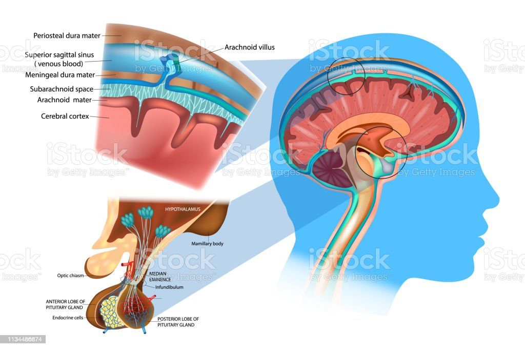 istockphoto-1134486874-1024x1024.jpg