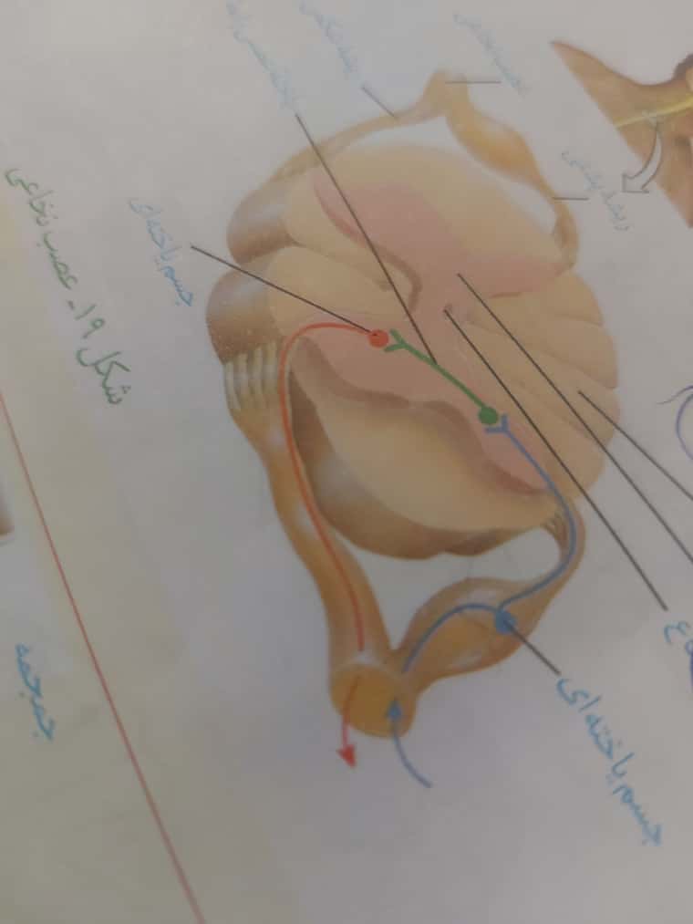 JPEG_۲۰۲۲۰۵۱۷_۱۲۲۲۳۵_6089580488028561382.jpg