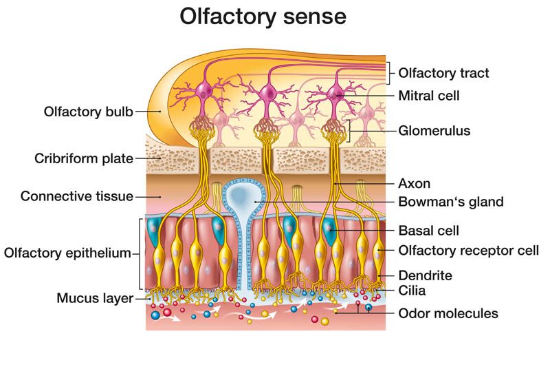 olfaction.jpg