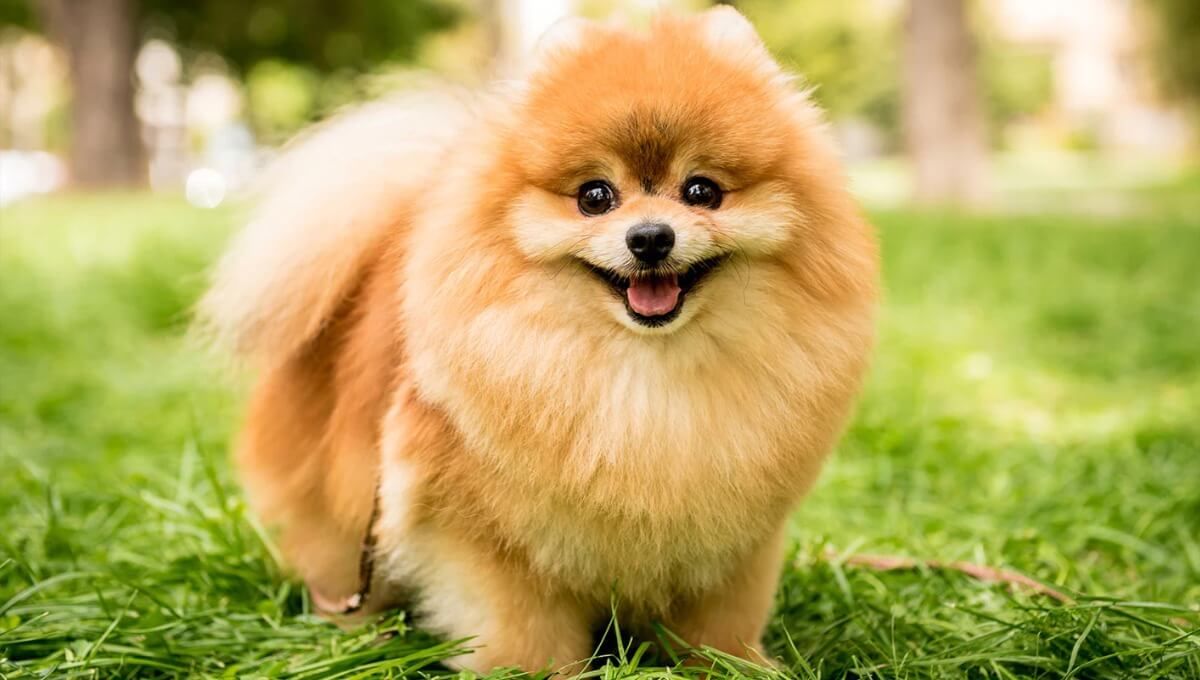 pomeranian-dog-breed.jpg