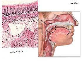 غدد_مخاطی_بینی.jpg