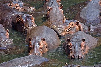 350px-Hippo_pod_edit.jpg