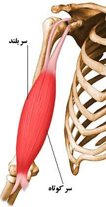 Biceps-brachii-elbow.jpg