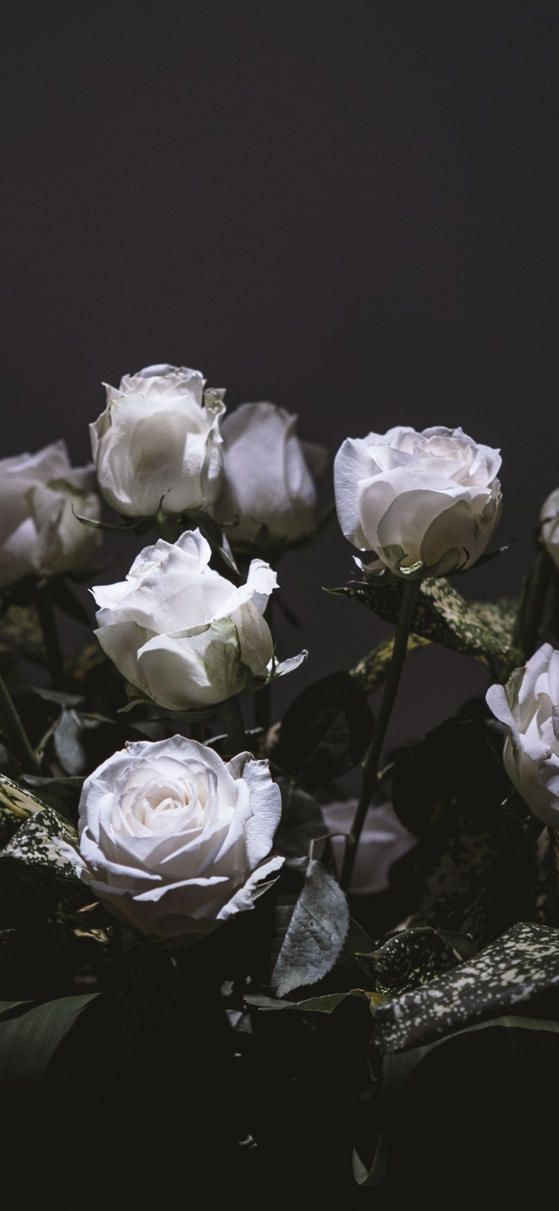 41-414465_white-roses-bouquet-portrait-wallpaper-white-roses-wallpaper.jpg