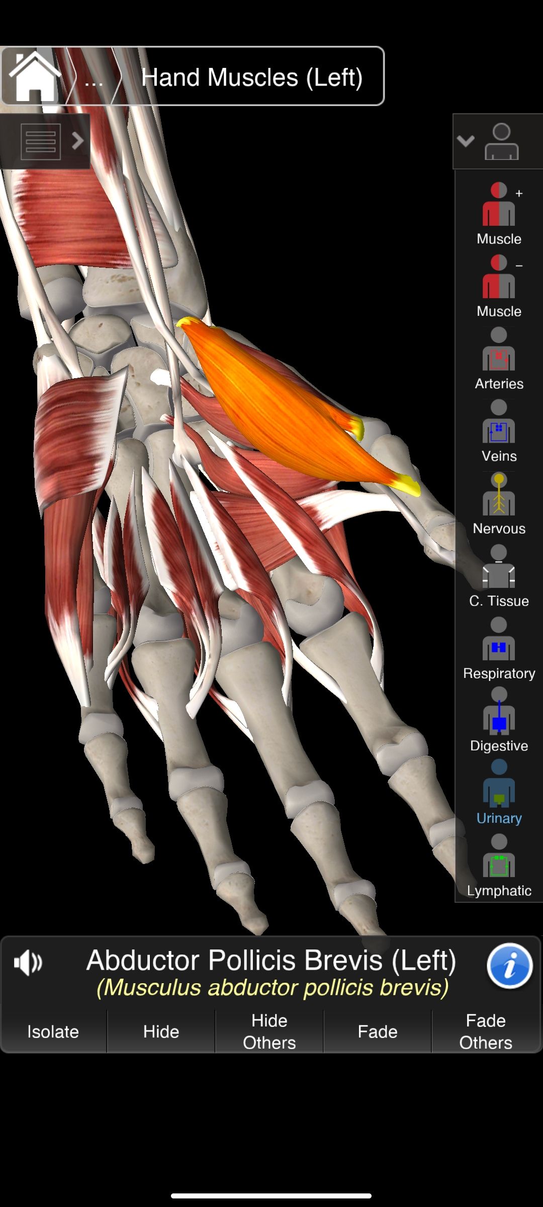 Screenshot_2023-01-24-15-53-25-362_com.the3d4medical.EssentialAnatomy.jpg