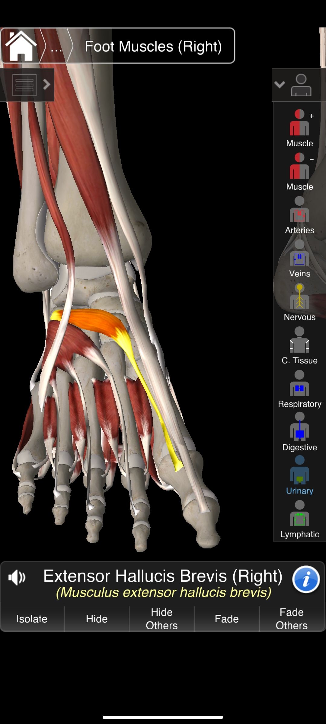 Screenshot_2023-01-24-15-54-24-509_com.the3d4medical.EssentialAnatomy.jpg