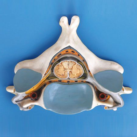Fifth-Cervical-Vertebra-with-Spinal-Cord-and-Nerve.jpg