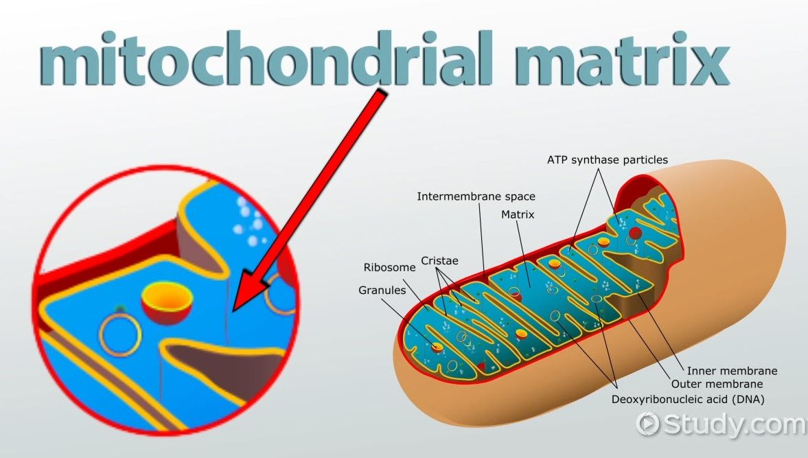 mitochondrial-matrix-definition-and-function-thumb_114262.jpg