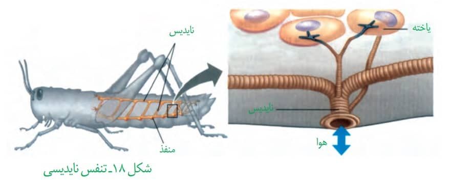 تنفس-نایدیسی-ملخ.jpg